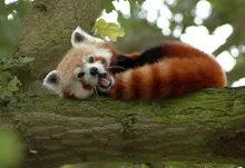 trees animals red pandas 2560x1440 wallpaper Art HD Wallpaper
